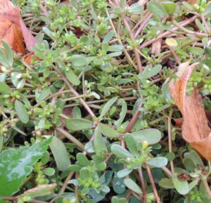 weeds you can eat -- purslane close up