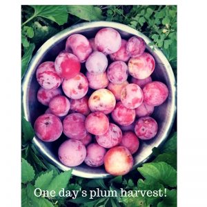 photo of bowl of fresh-picked plums