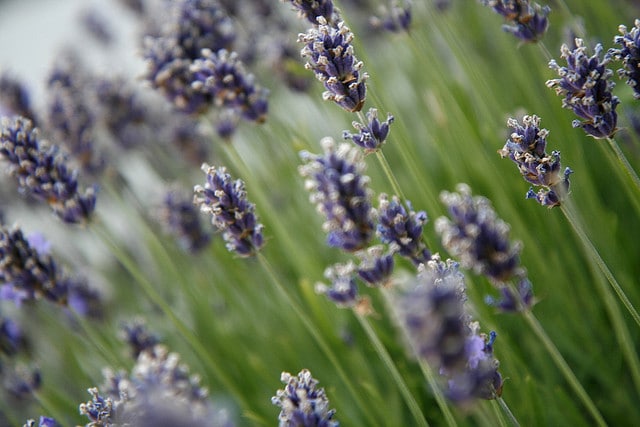 7 Herbal Remedies to Grow in Your Yard