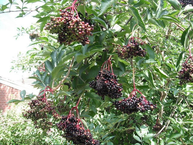 photo of elderberries growing on bush, a way to get the health benefits of elderberries for free!