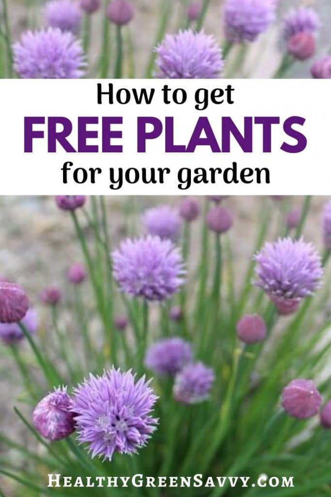 pin with photo of plant you can get for free, chives, and title text overlay