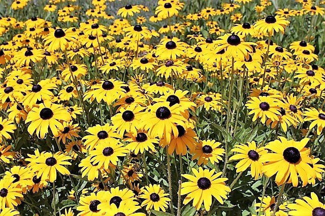 photo of blackeyed susans