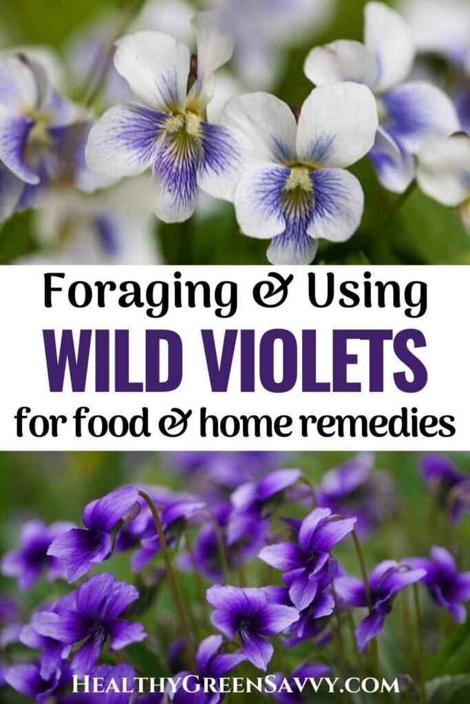 pin with photos of wild violets growing and title text