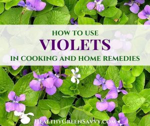 cover with photo of edible wild violets growing with title text (wild violet uses) overlay