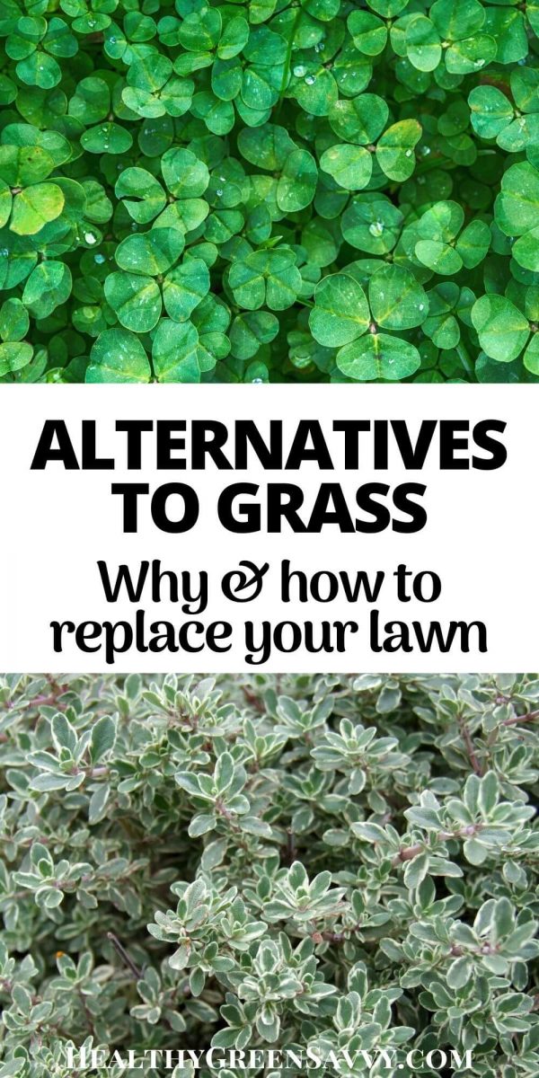 Grass Alternatives Why & How to Replace Your Lawn