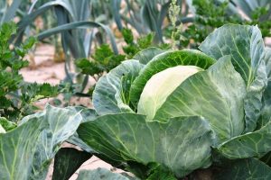 How to Grow Cabbage -- photo of cabbage growing in garden