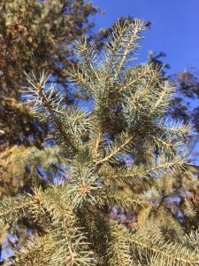 spruce tea -- close up of spruce branch