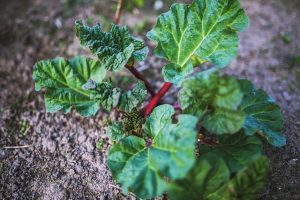 grow vegetables in shade: closeup of young rhubarb plant