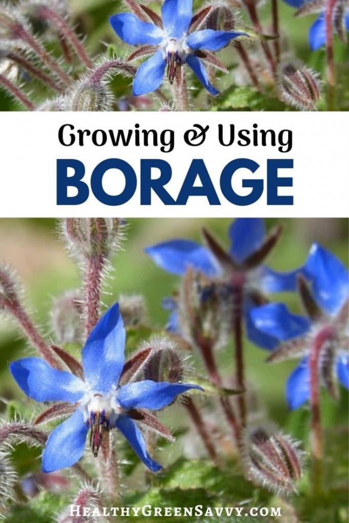 Borage Plant & Borage Uses HealthyGreenSavvy