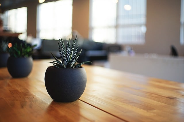 healthy home -- photo of plants on tabletop