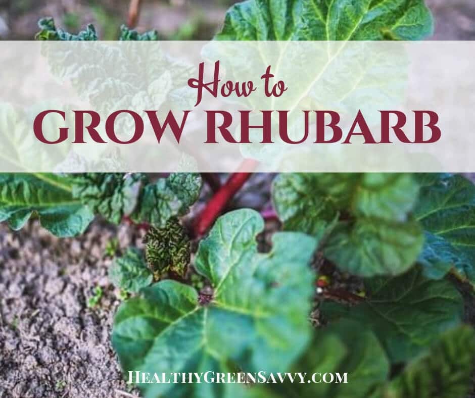 how to grow rhubarb -- cover photo of rhubarb growing with title text overlay