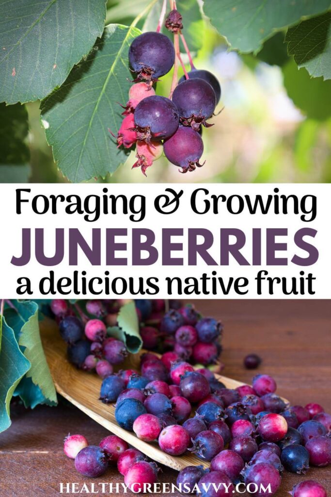 pin with photos of juneberries growing on tree with title text