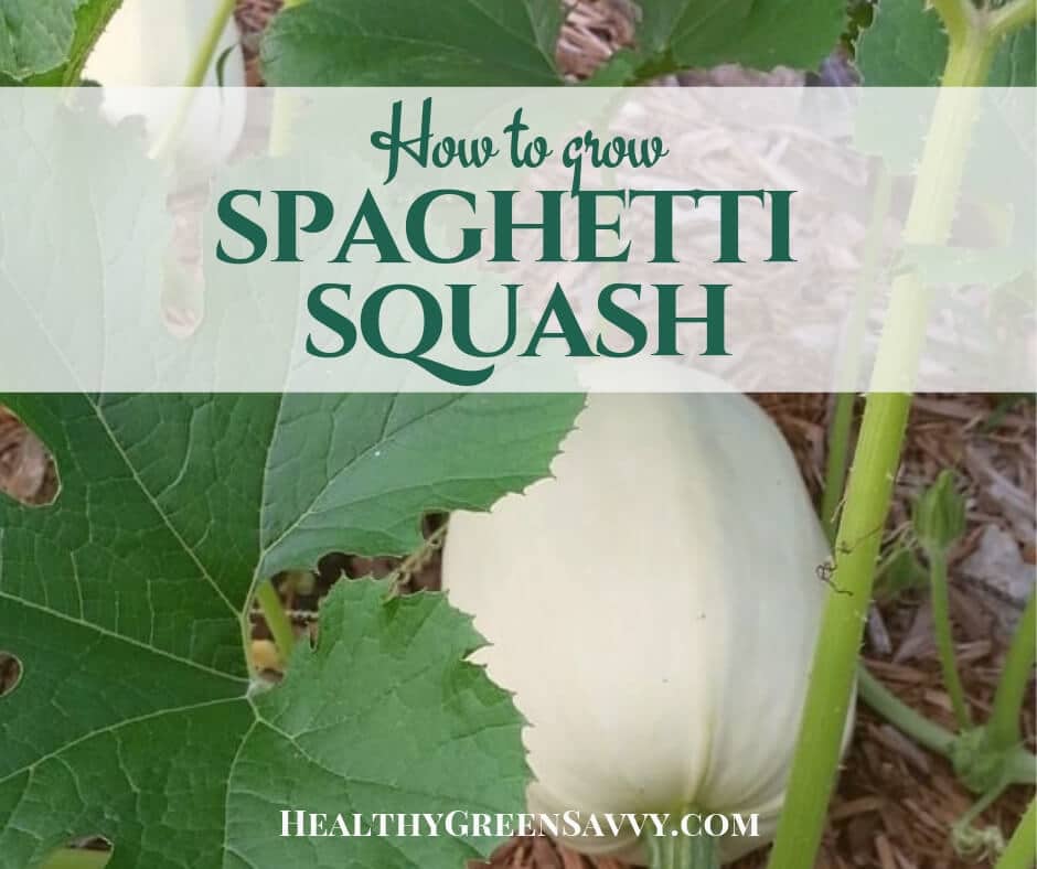 cover with photo of growing spaghetti squash on vine