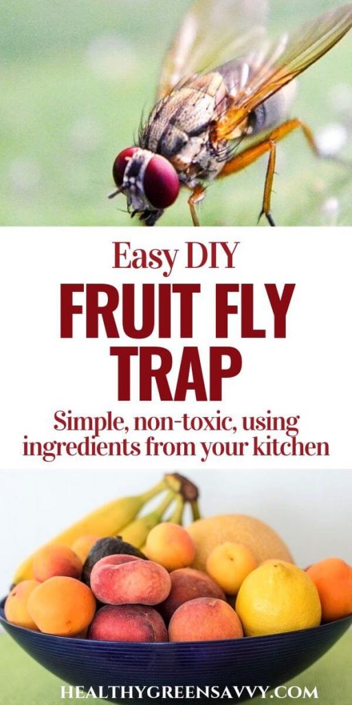 pin with photos of fruit fly and fruit bowl with title text