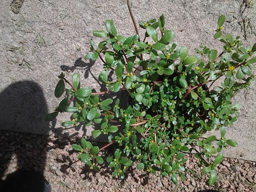 photo of verdolaga growing