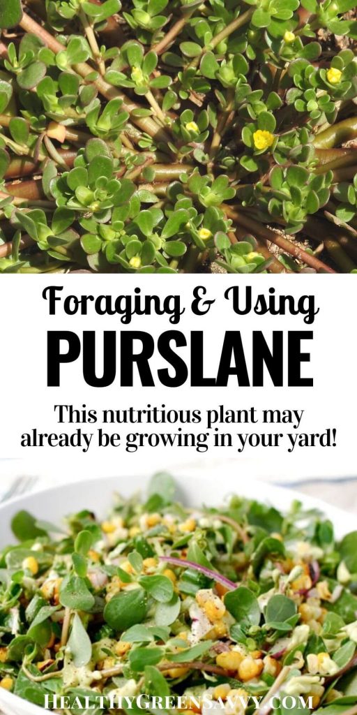 pin with title text and photos of purslane growing and in salad