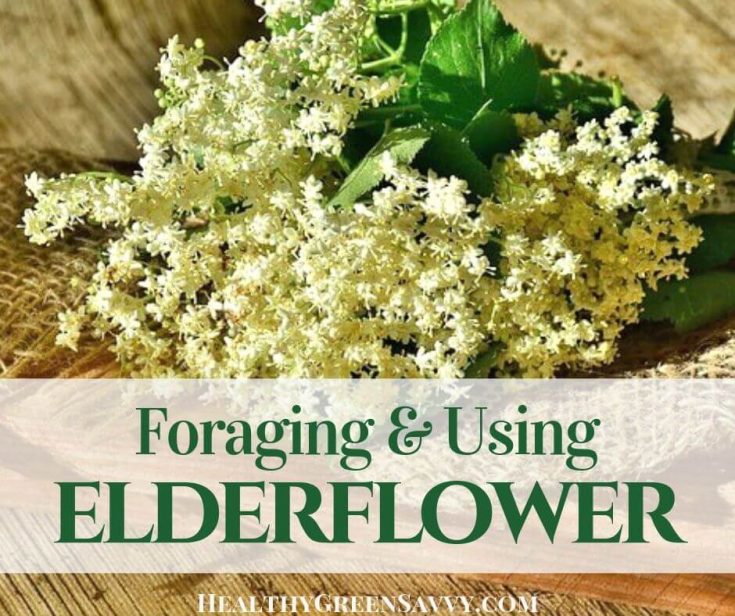 What is Elderflower? Incredible Elderflower Uses & Benefits