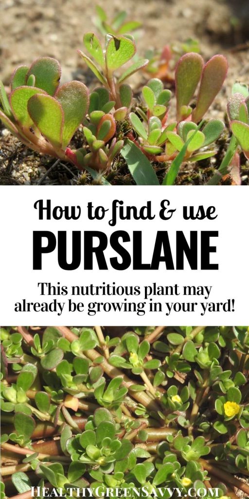 verdolaga purslane recipes pin with title text and photos of purslane growing 