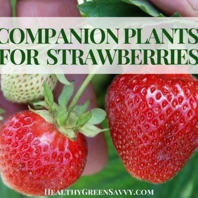 cover photo of strawberry plants with title text overlay