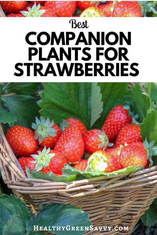Strawberry Companion Plants| HealthyGreenSavvy