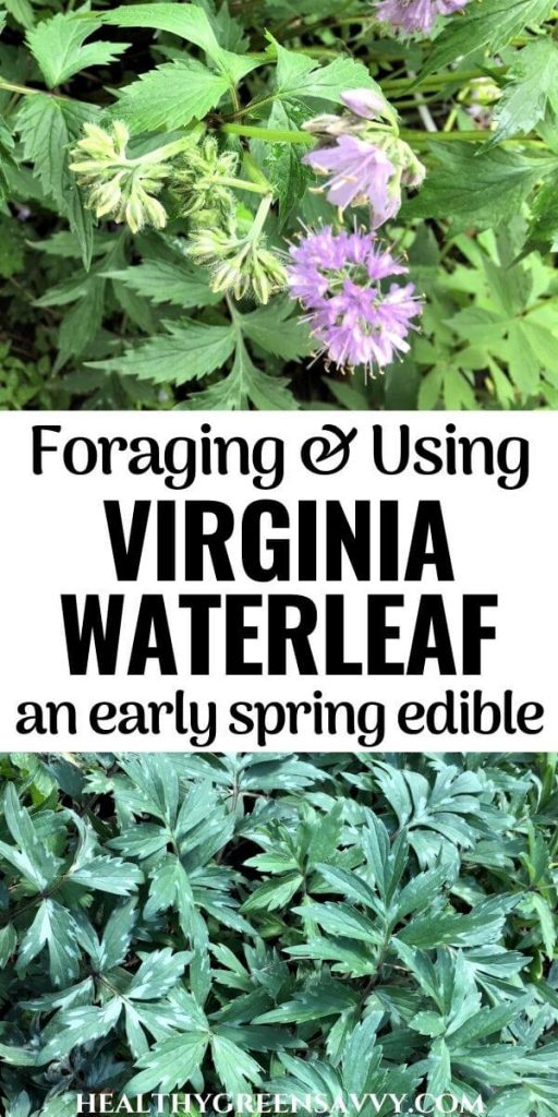 pin with photos of virginia waterleaf flowers and leaves plus title text