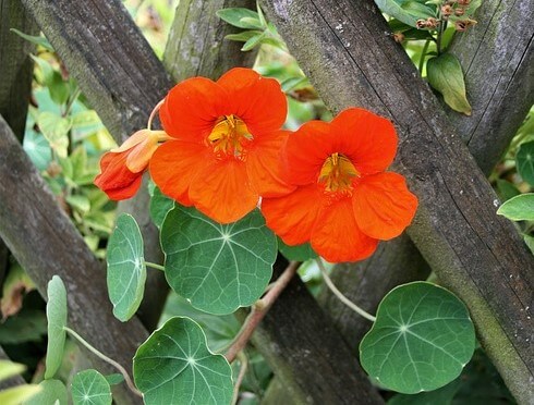 photo of nasturtiums, flowers you can eat
