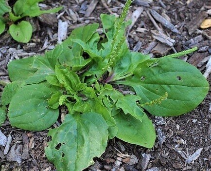 photo of broadleaf plantain, a great home remedy for bug bites