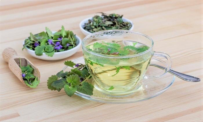 photo of edible creeping Charlie (ground ivy) used in tea