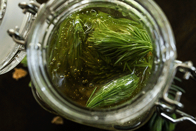  Honey Fermented Spruce Tips from the Fermened Foodie