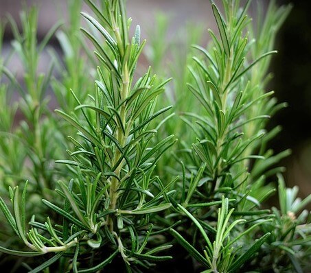 photo of rosemary, a perennial herb
