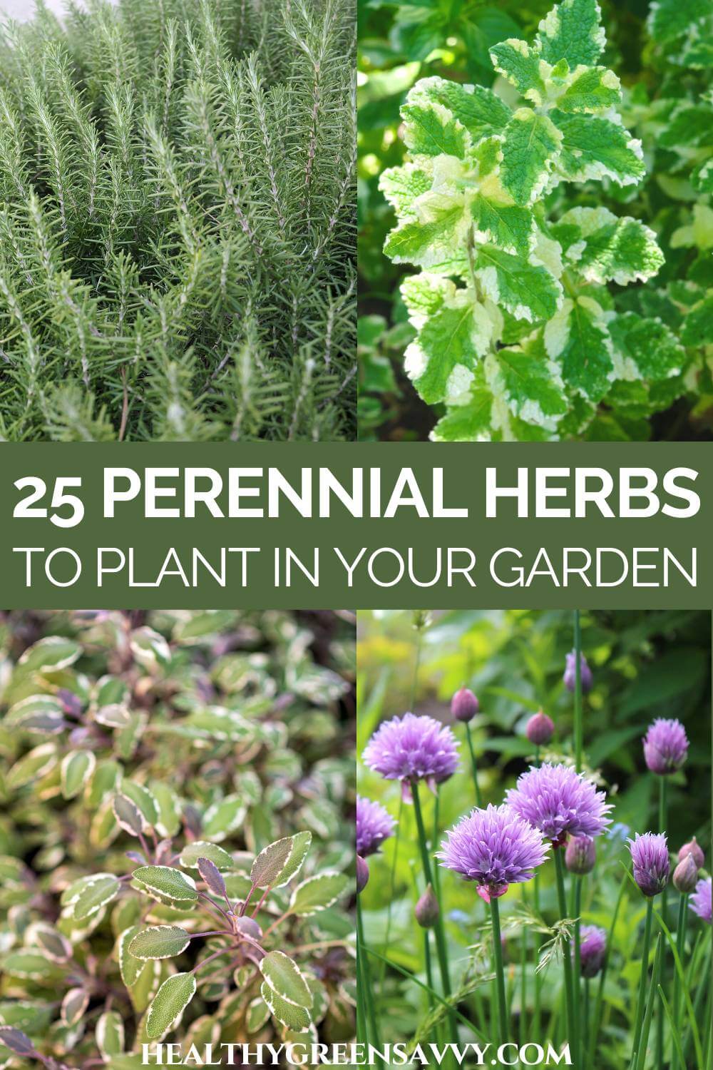 Perennial Herbs to Grow in Your Garden - HealthyGreenSavvy