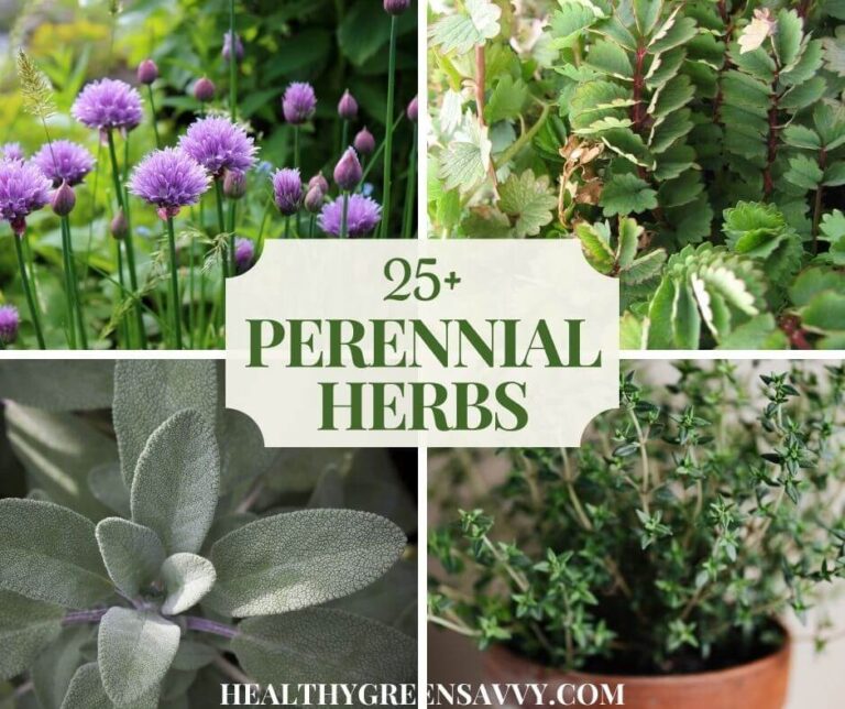 Perennial Herbs to Grow in Your Garden HealthyGreenSavvy