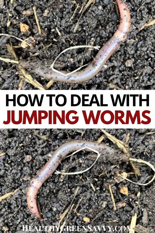 pin with photos of Asian jumping worms in garden soil