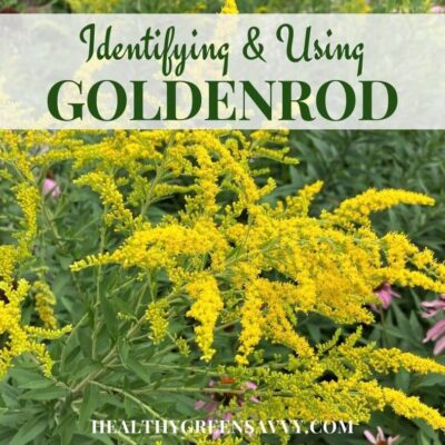 cover photo of goldenrod growing with title text overlay