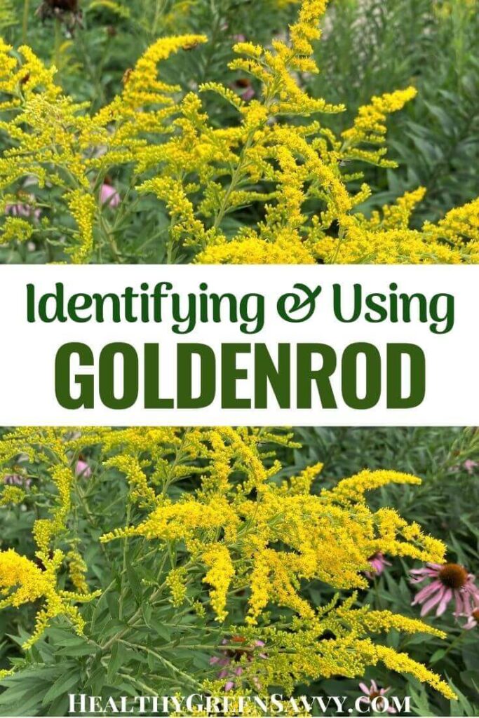 pin with photos of goldenrod growing with title text
