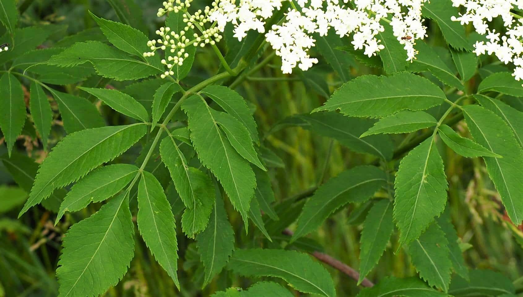 Elderberry Identification and Foraging Tips HealthyGreenSavvy