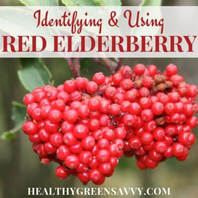 cover photo of red berried elder (red elderberry) with title text overlay