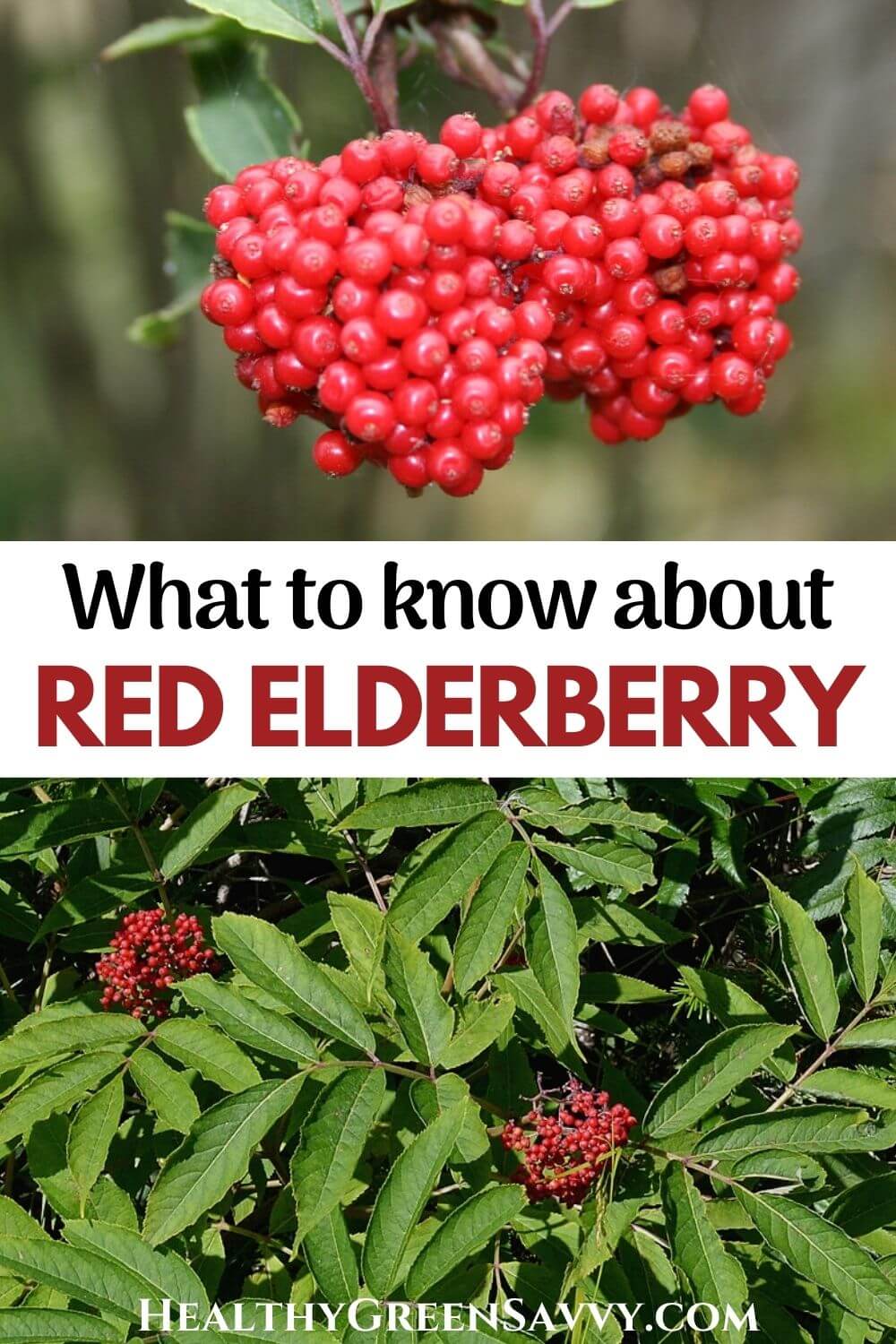 Red Elderberry Red Berried Elder Sambucus Racemosa What To Know Red Elderberry Red Berried Elder Sambucus Racemosa What To Know