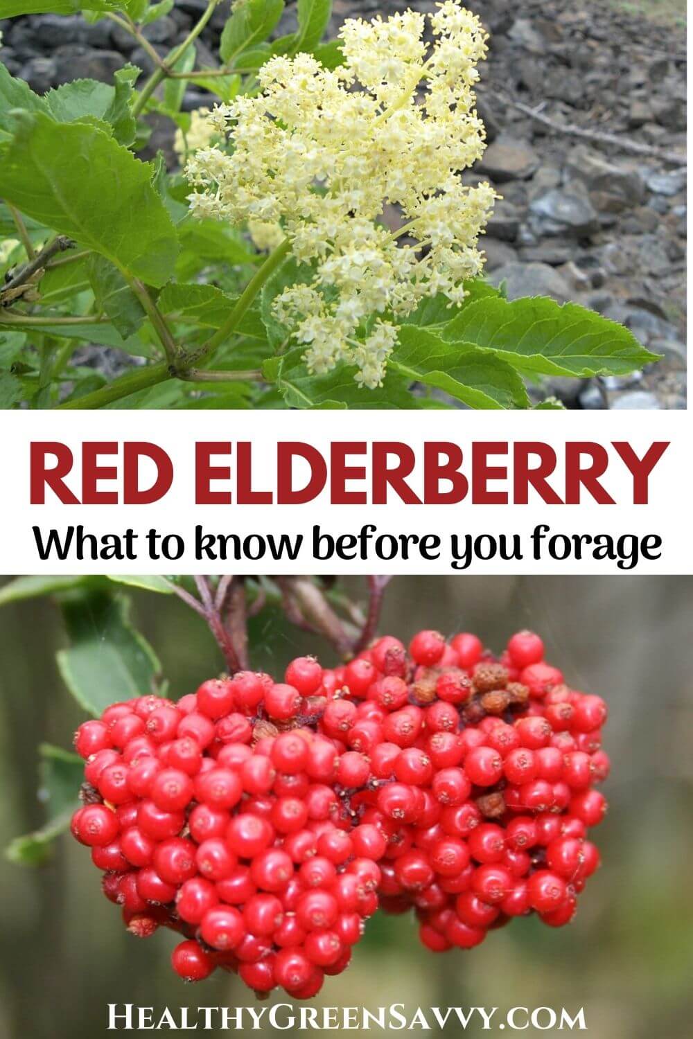 Red Elderberry Red Berried Elder Sambucus Racemosa What To Know Red Elderberry Red Berried Elder Sambucus Racemosa What To Know