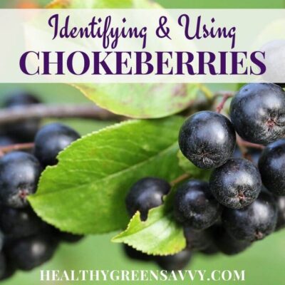 cover photo of Black Chokeberry, Aronia Melanocarpa, an edible native fruit, with title text overlay