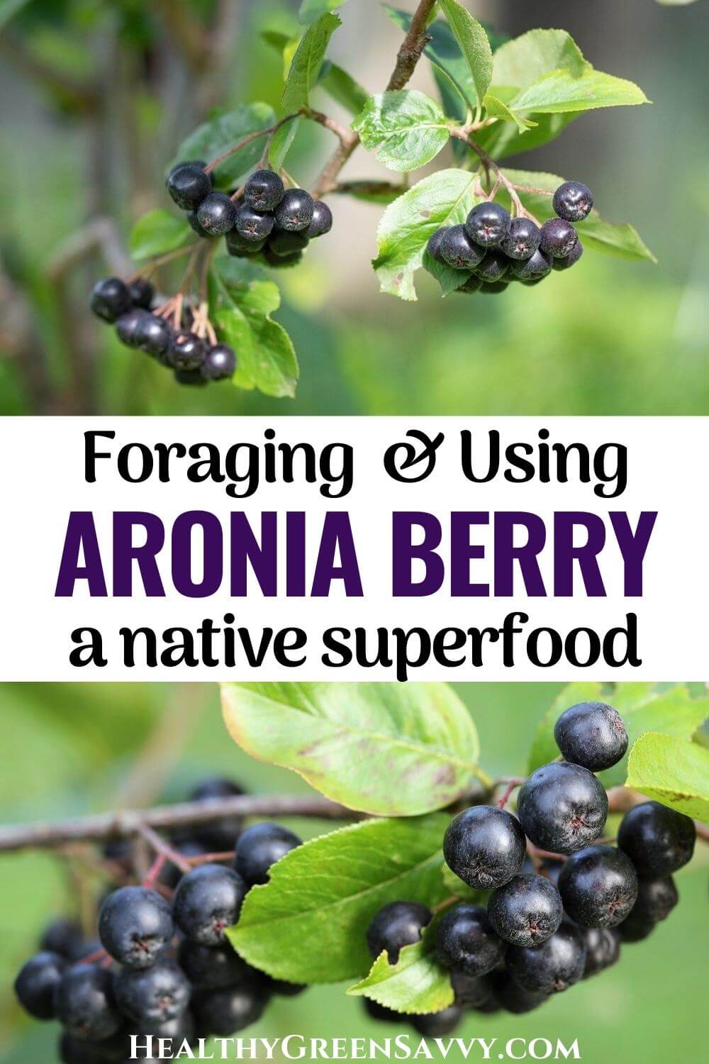 the beautiful black aroniabeere! Delicious and very healthy