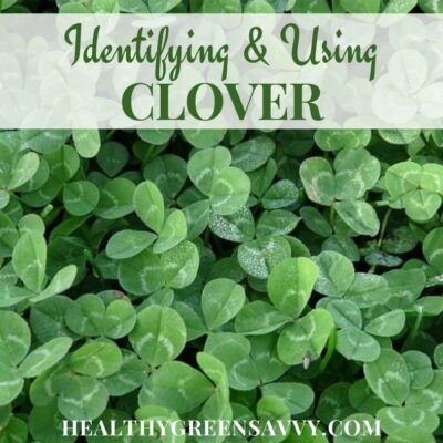 cover photo of edible clover leaves with title text overlay