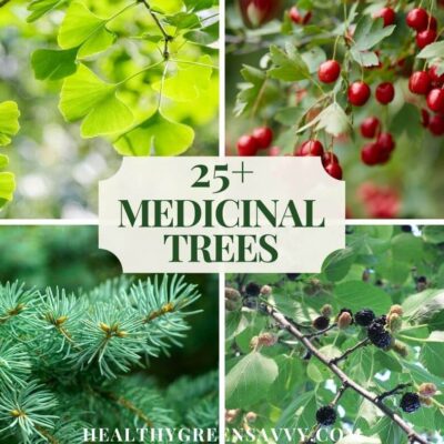 cover collage with photos of four medicinal trees, gingko, hawthorn, spruce, and mulberry