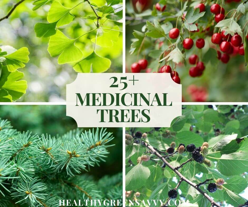 cover collage with photos of four medicinal trees, gingko, hawthorn, spruce, and mulberry