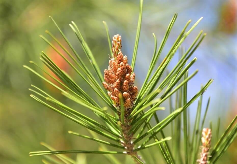 photo of pine needles growing on tree