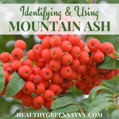 cover photo of mountain ash berries with title text overlay