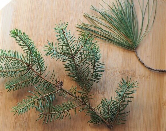 photo of pine needles and spruce needles on branches to show how they differ