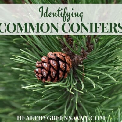 cover photo of pine bough plus title text