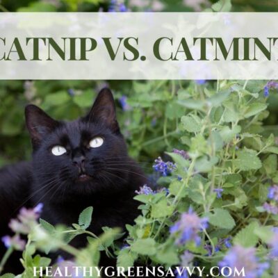 cover photo of black cat with catmint and title text overlay (catnip vs catmint)