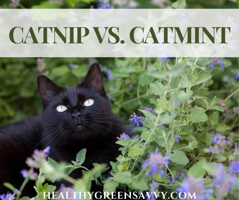 cover photo of black cat with catmint and title text overlay (catnip vs catmint)